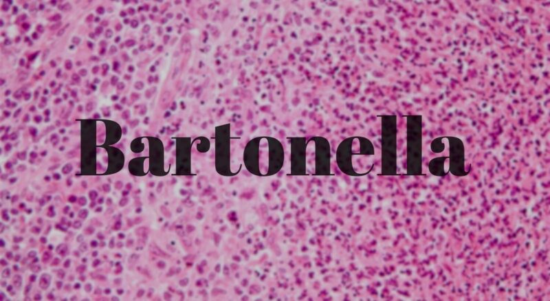 Bartonella