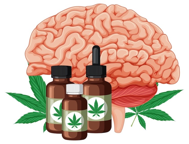 THC and Brain Plasticity